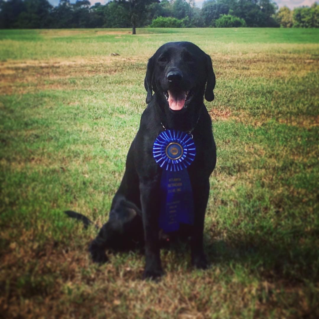 Badger's Den Show Me The Way Gunny QAA | Black Labrador Retriver