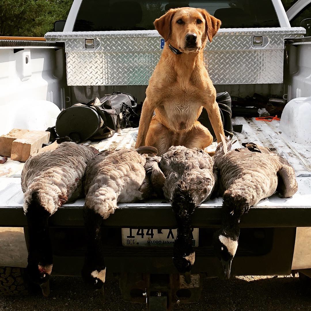 SHR Torg's French Riveria JH | Yellow Labrador Retriver