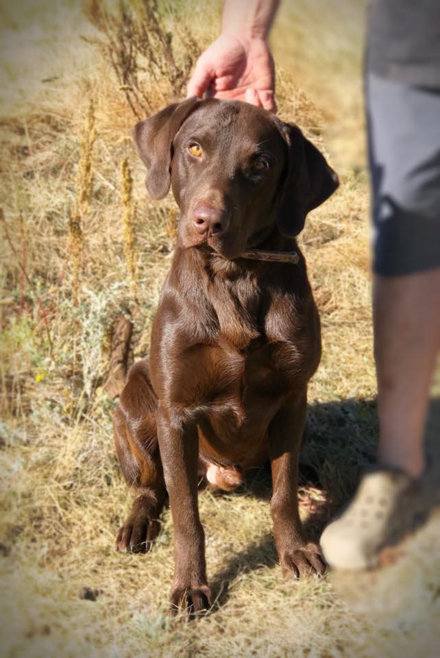 Triple H’s Little Bit’a Mayhem | Chocolate Labrador Retriver