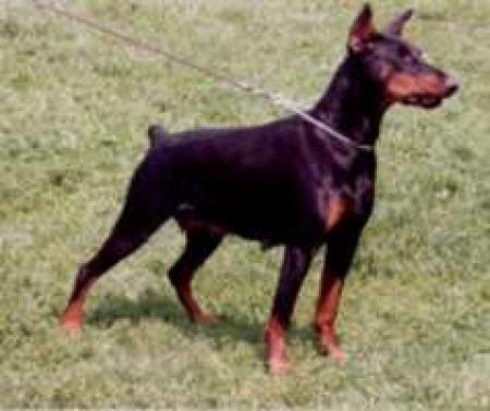 Magic-Magie v. Roveline | Black Doberman Pinscher