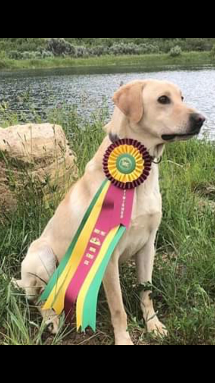 HRCH Rapid Creek Retrievers Cooper | Yellow Labrador Retriver