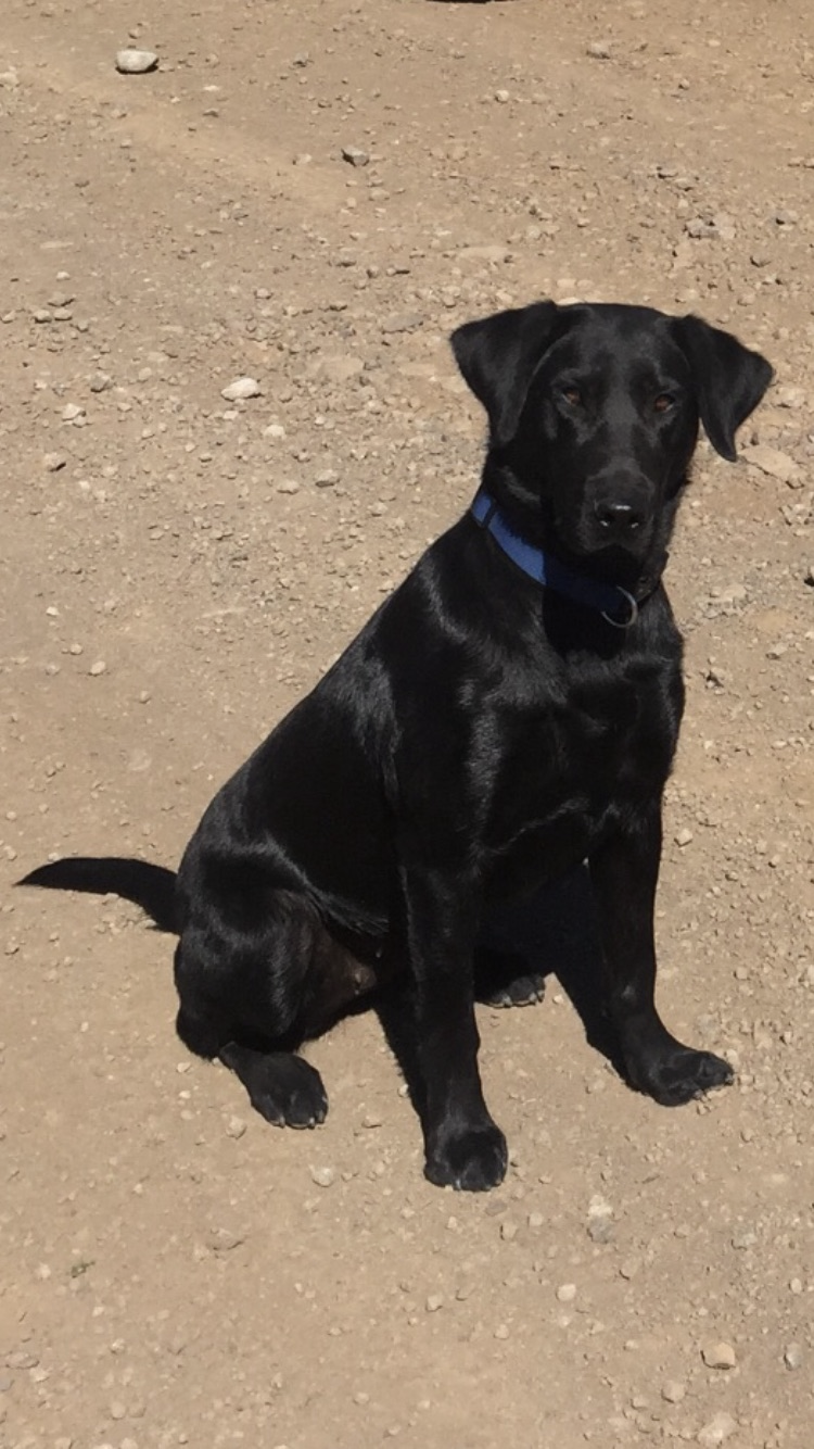 HR RCR Redline Remi | Black Labrador Retriver