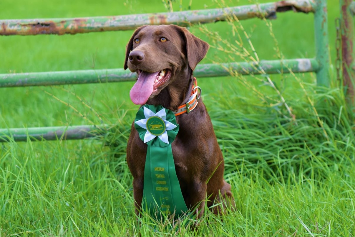 CPR Tri-lab's Sweet Ellie Mae JH | Chocolate Labrador Retriver