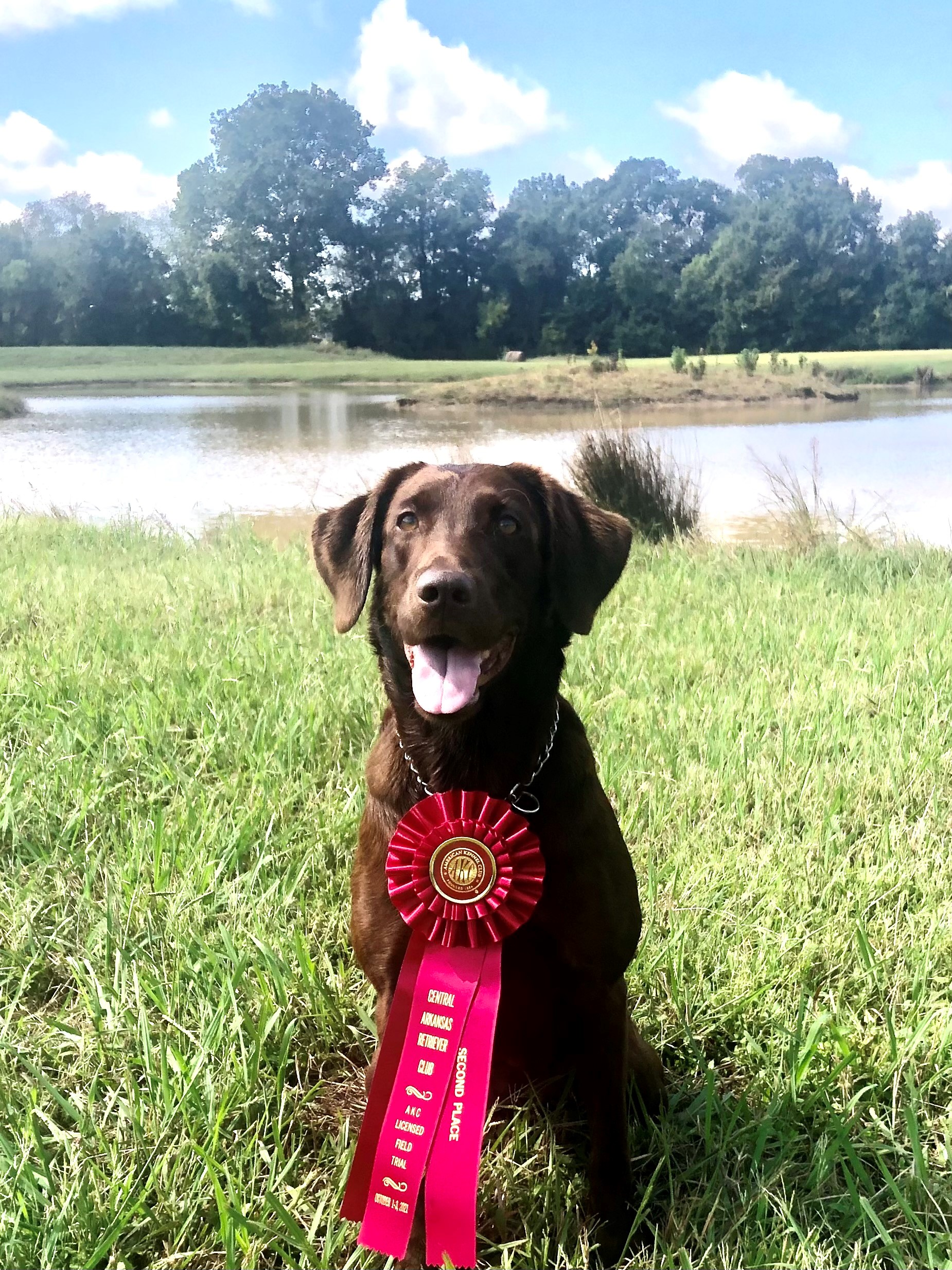 HRCH Key Limes Vixen Of Lox QAA | Chocolate Labrador Retriver