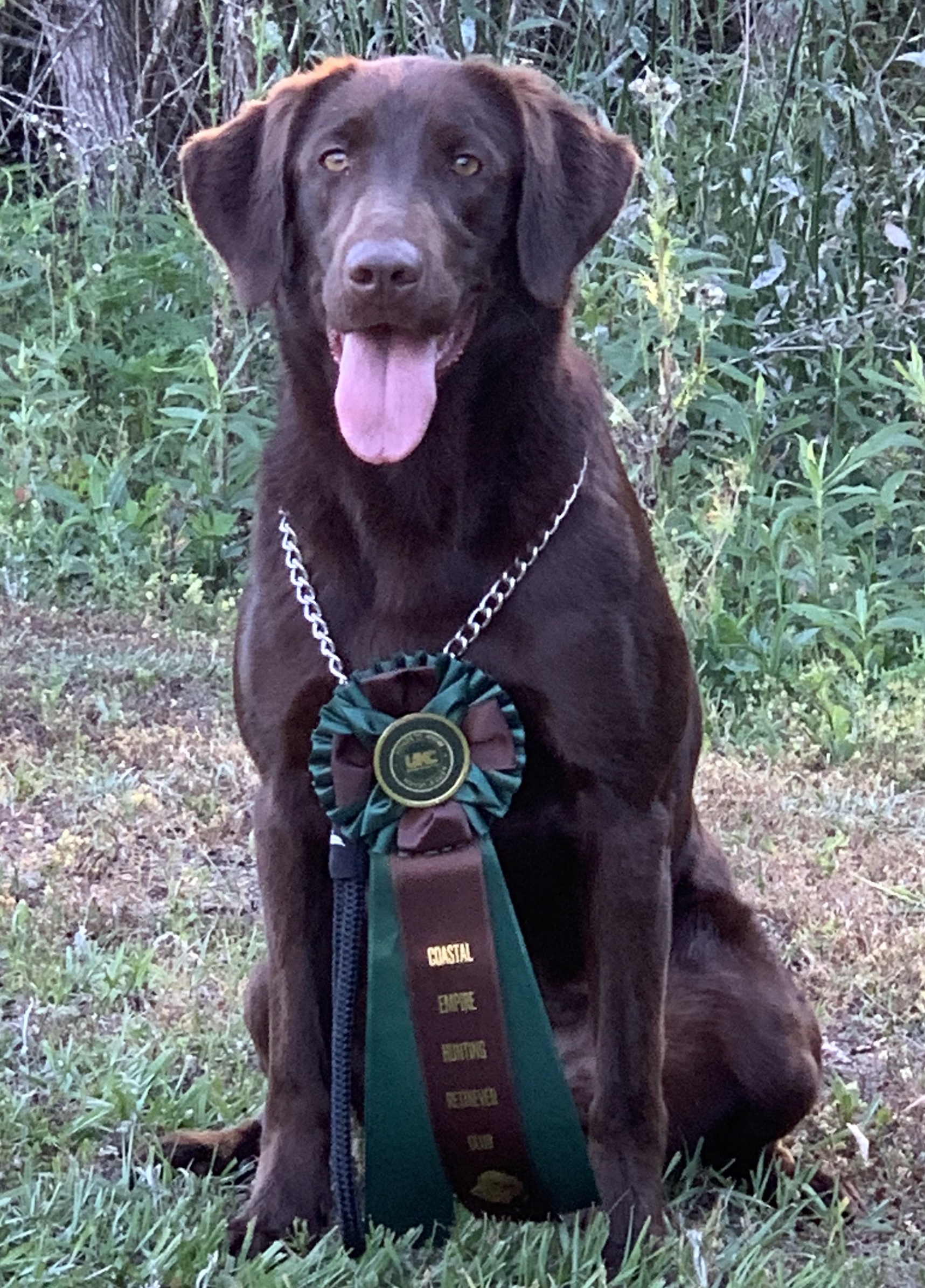 HRCH Key Limes Vixen Of Lox QAA | Chocolate Labrador Retriver