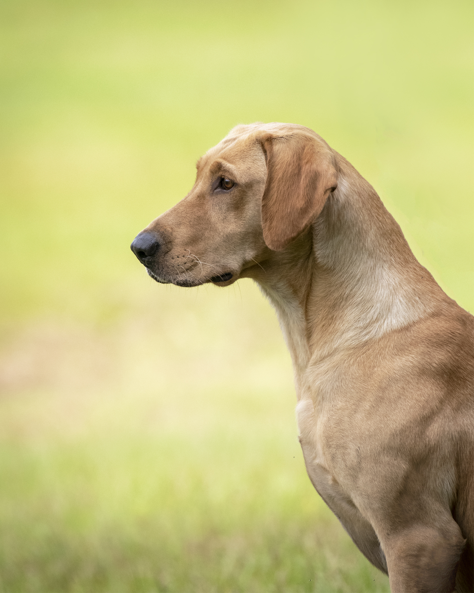 HRCH Conecuh River’s Princess Pea MH | Yellow Labrador Retriver