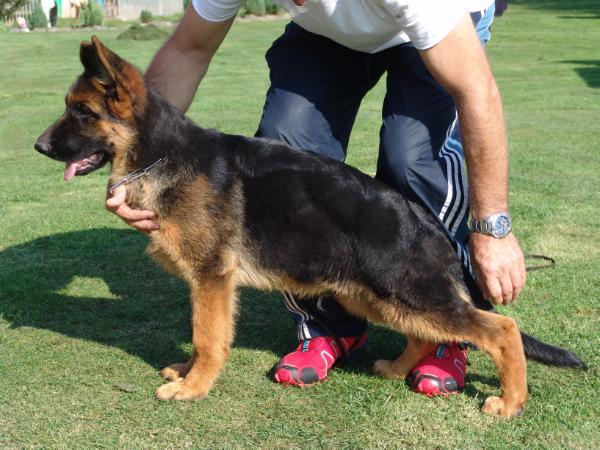 Ronaldo vom Elbe-Saale-Winkel | German Shepherd Dog 