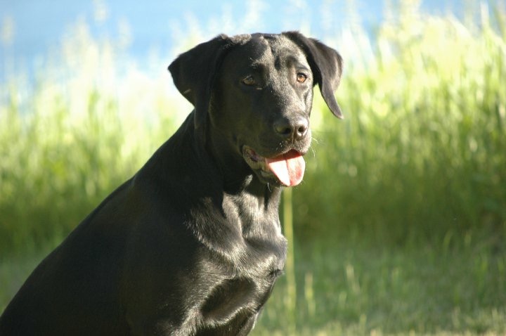 The Captain’s Gettin Rowdy | Black Labrador Retriver