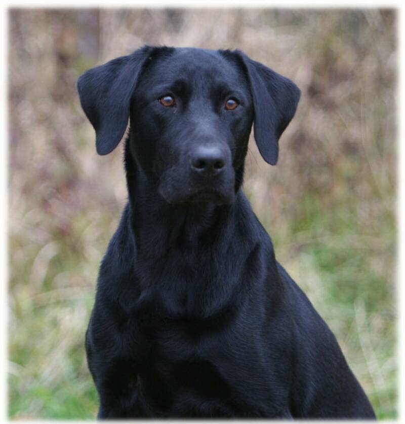 The Captains Brandy On The Rocks | Black Labrador Retriver