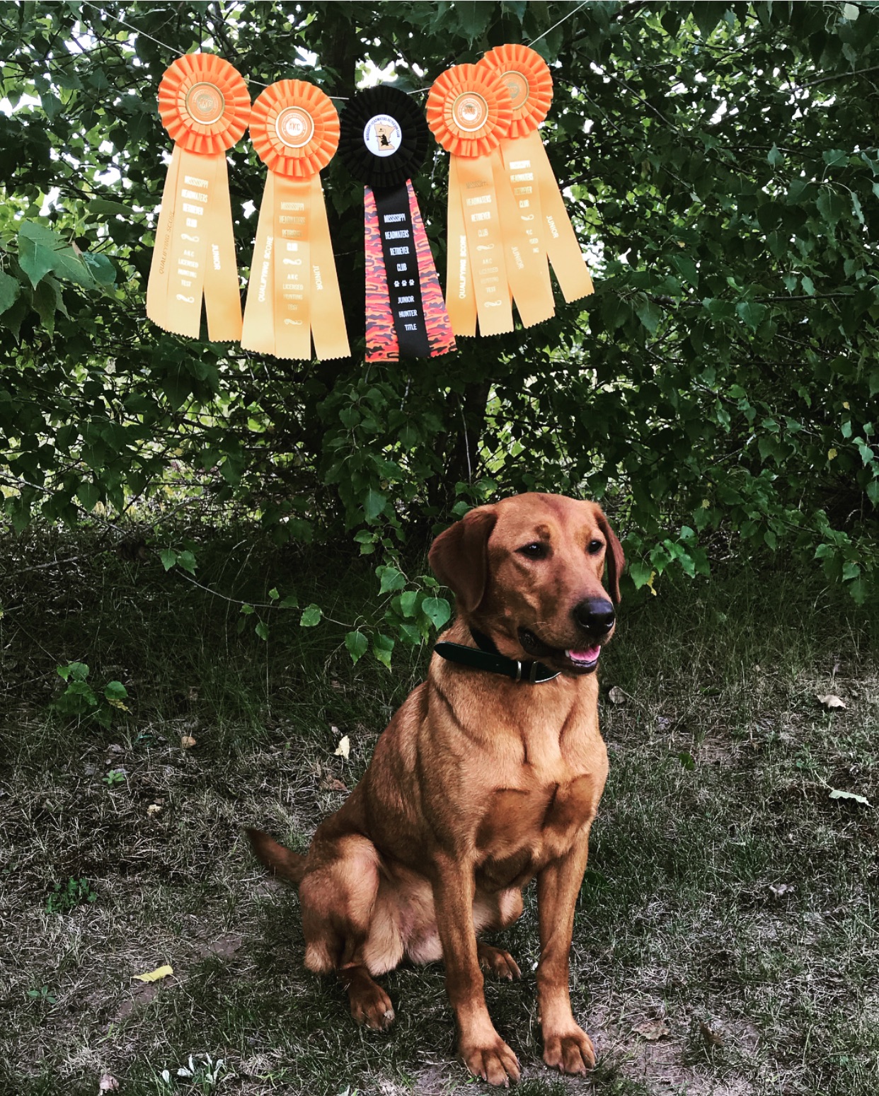 SHR Calamity Jane's Pic Of Torg's Labs JH | Yellow Labrador Retriver