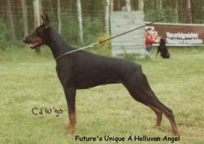 Future's Unique A Helluvan Angel | Black Doberman Pinscher