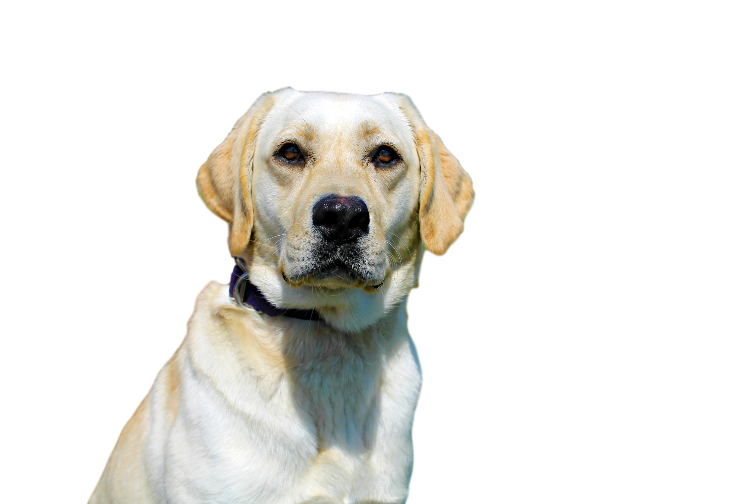 Redmark's Top Dog Tia | Yellow Labrador Retriver