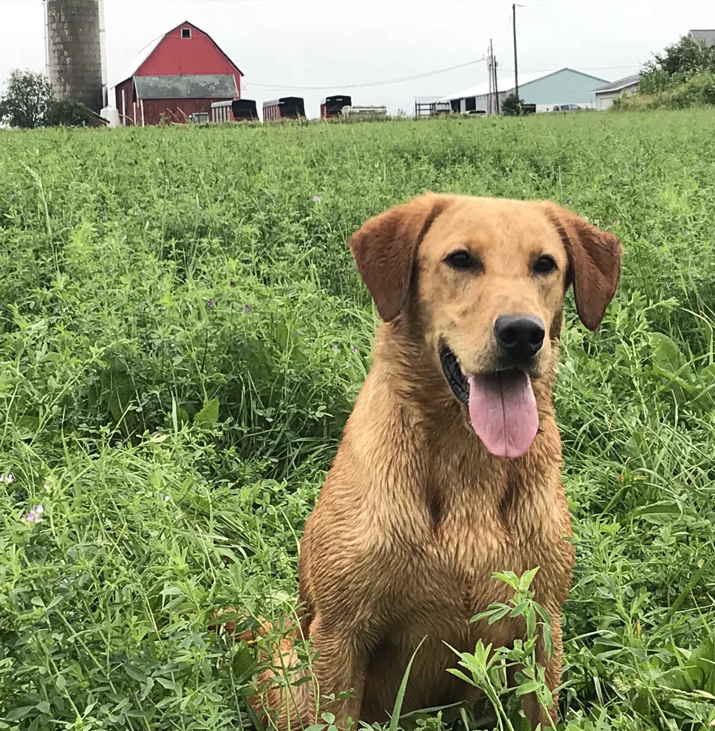 PCK’s Settn’ the Woods on Fire | Yellow Labrador Retriver