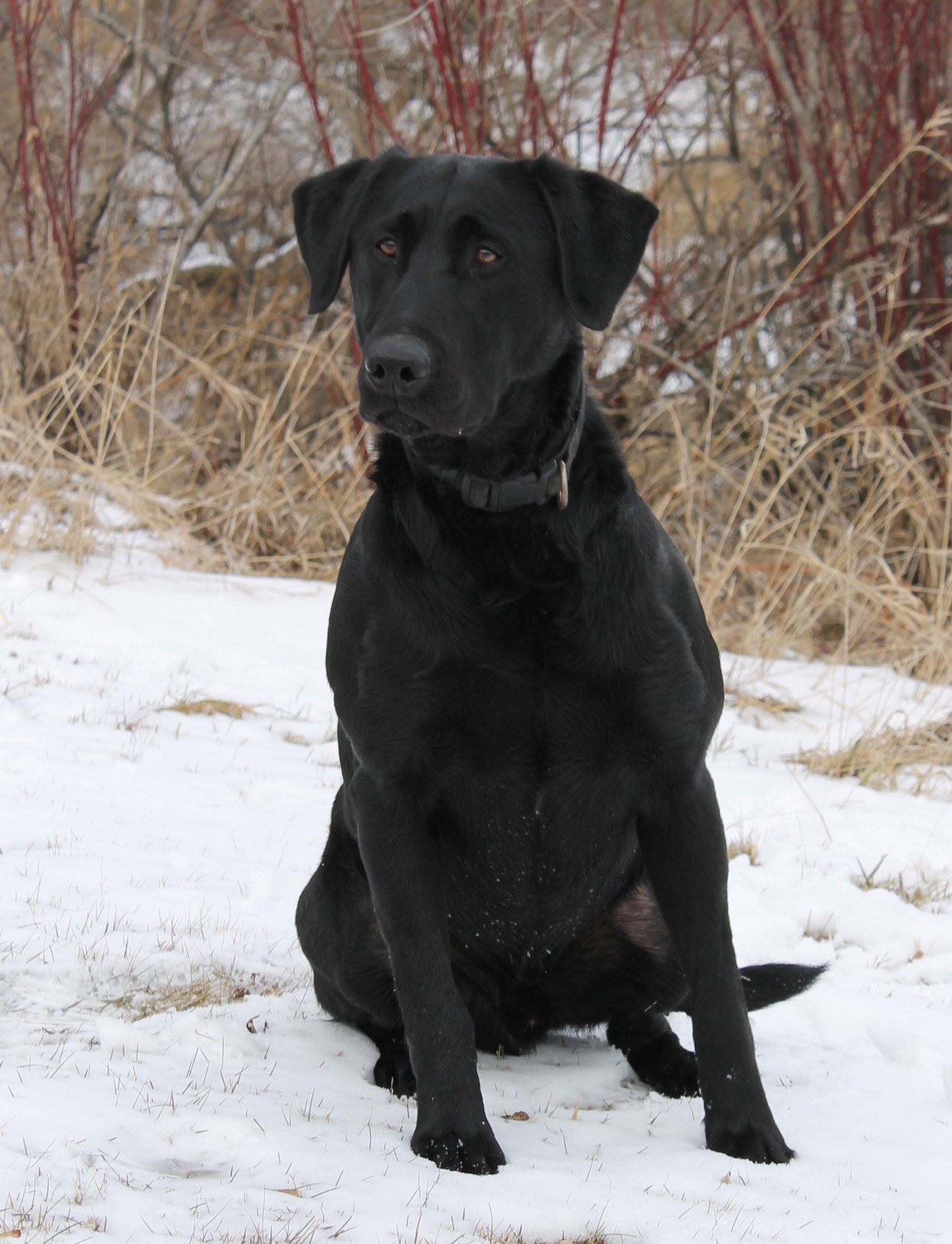 Troubadors Smooth Operator | Black Labrador Retriver