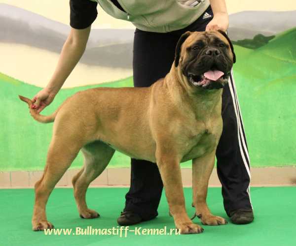 Lyudzhen VICTORY | Bullmastiff 