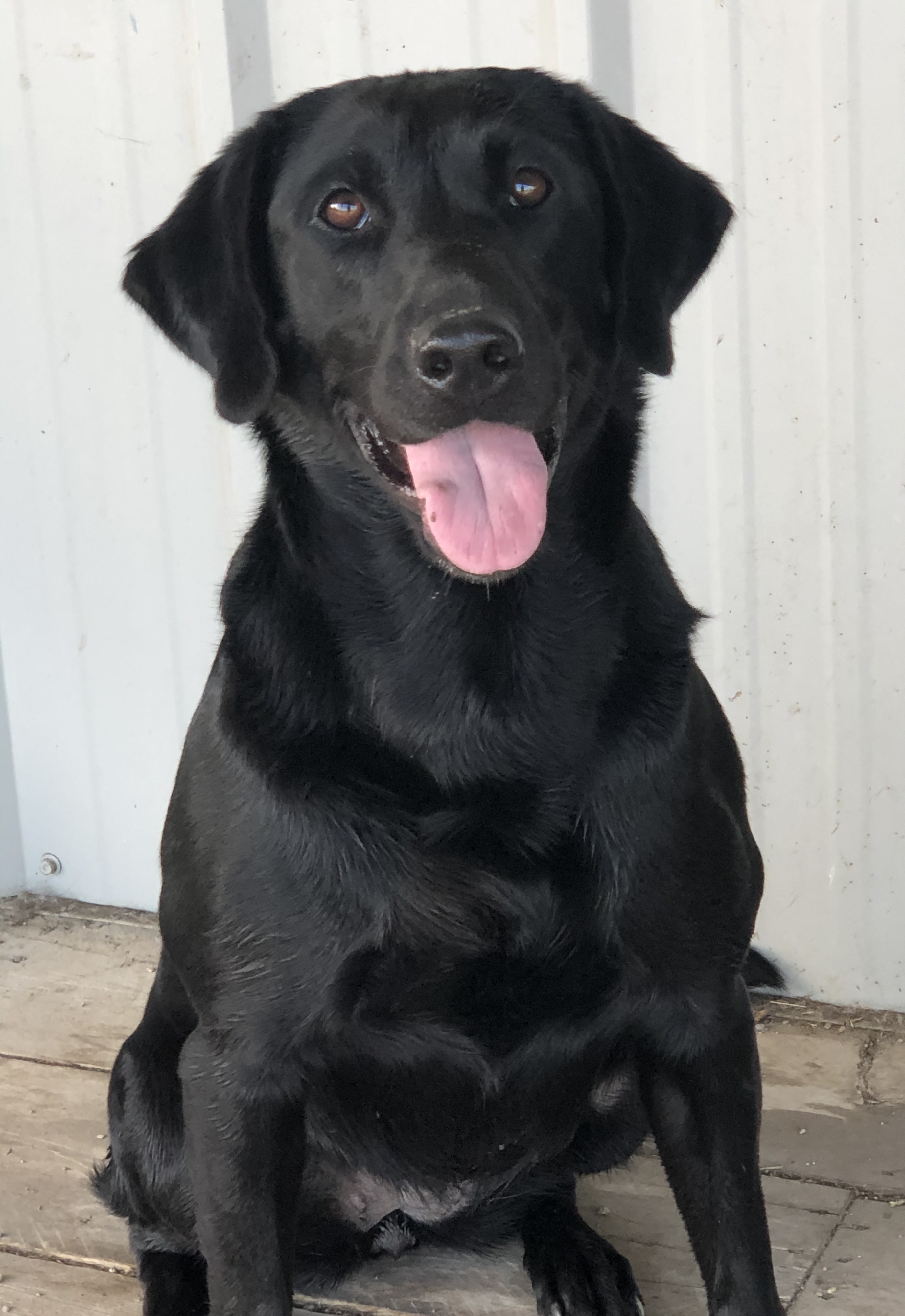 Clubmead's Driving Force | Black Labrador Retriver