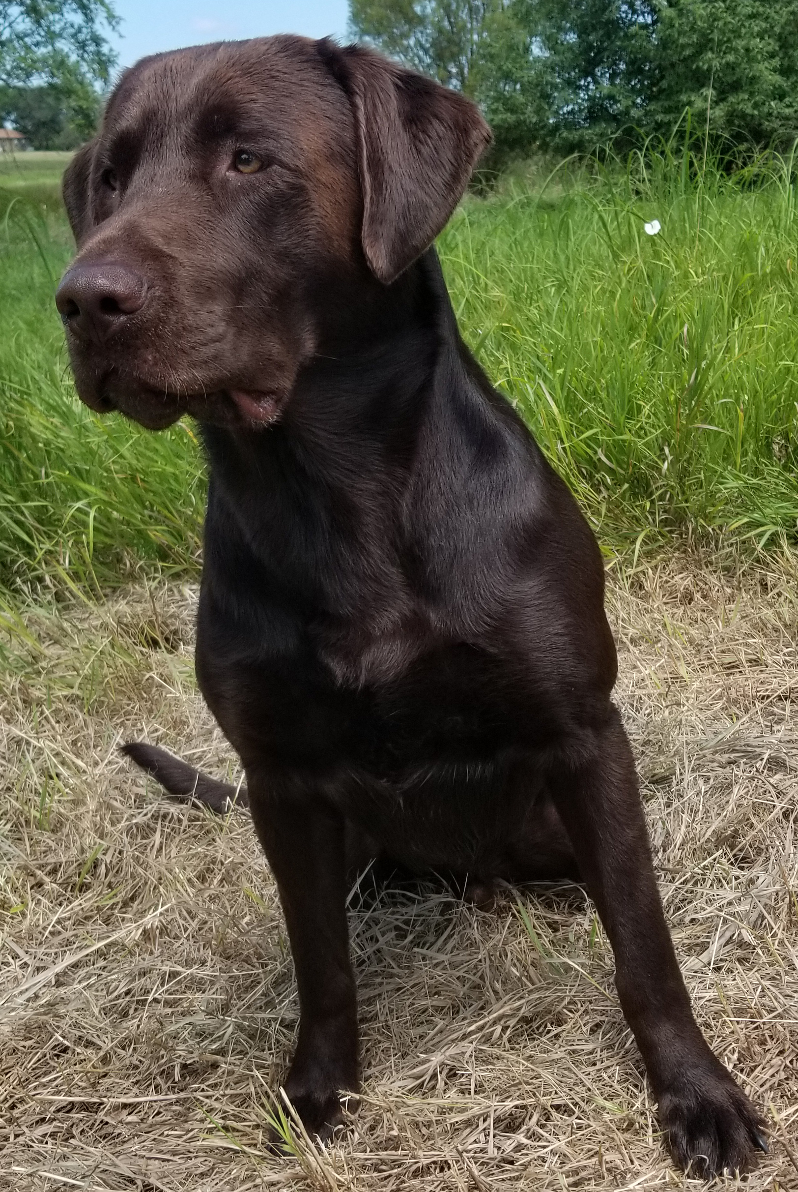 HRCH Erro's Ace Of Knaves SH | Chocolate Labrador Retriver