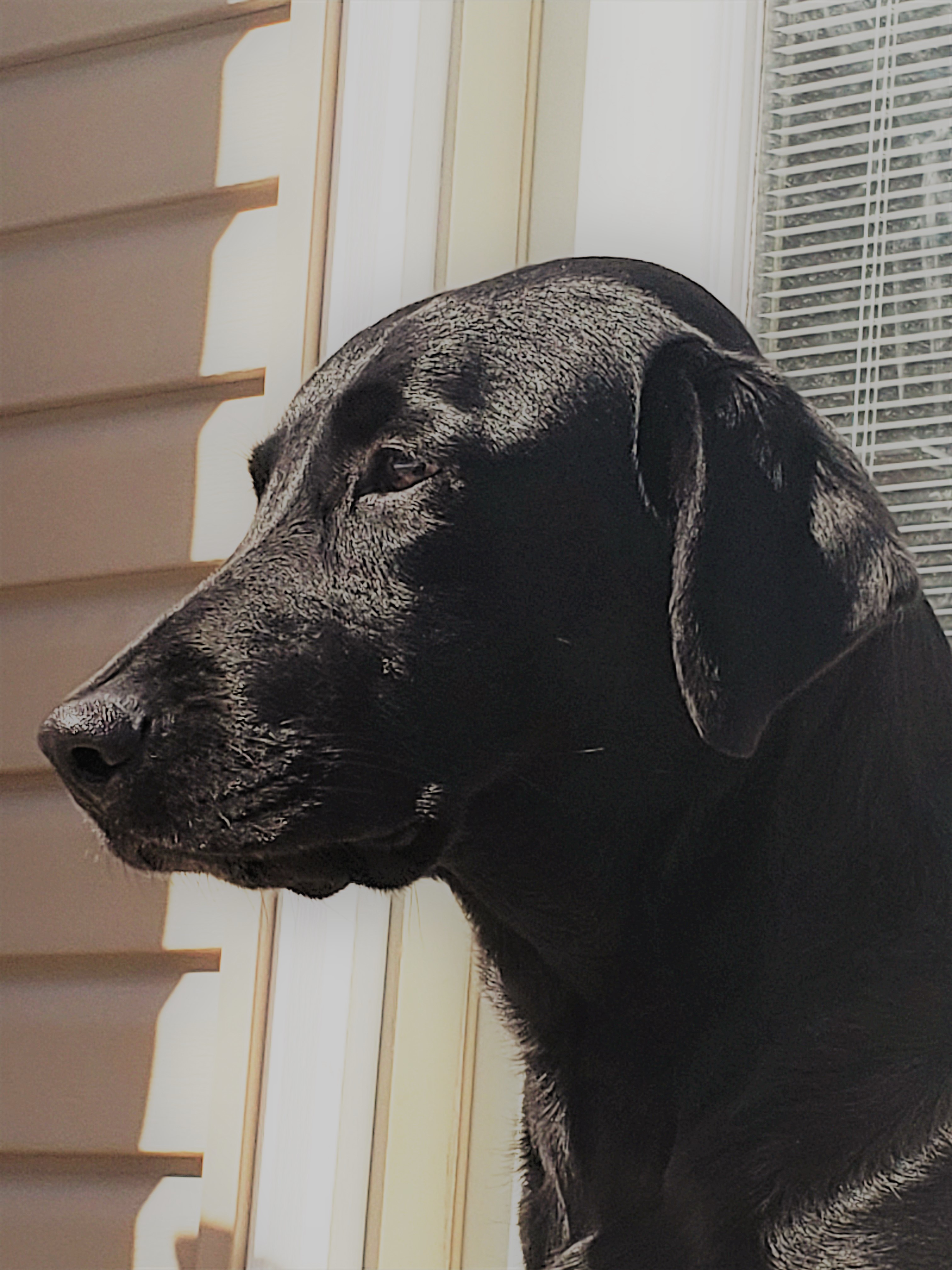 HRCH Mockingbird's Midnight Boo MH | Black Labrador Retriver