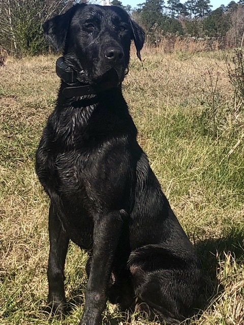 HR Creed’s Law | Black Labrador Retriver