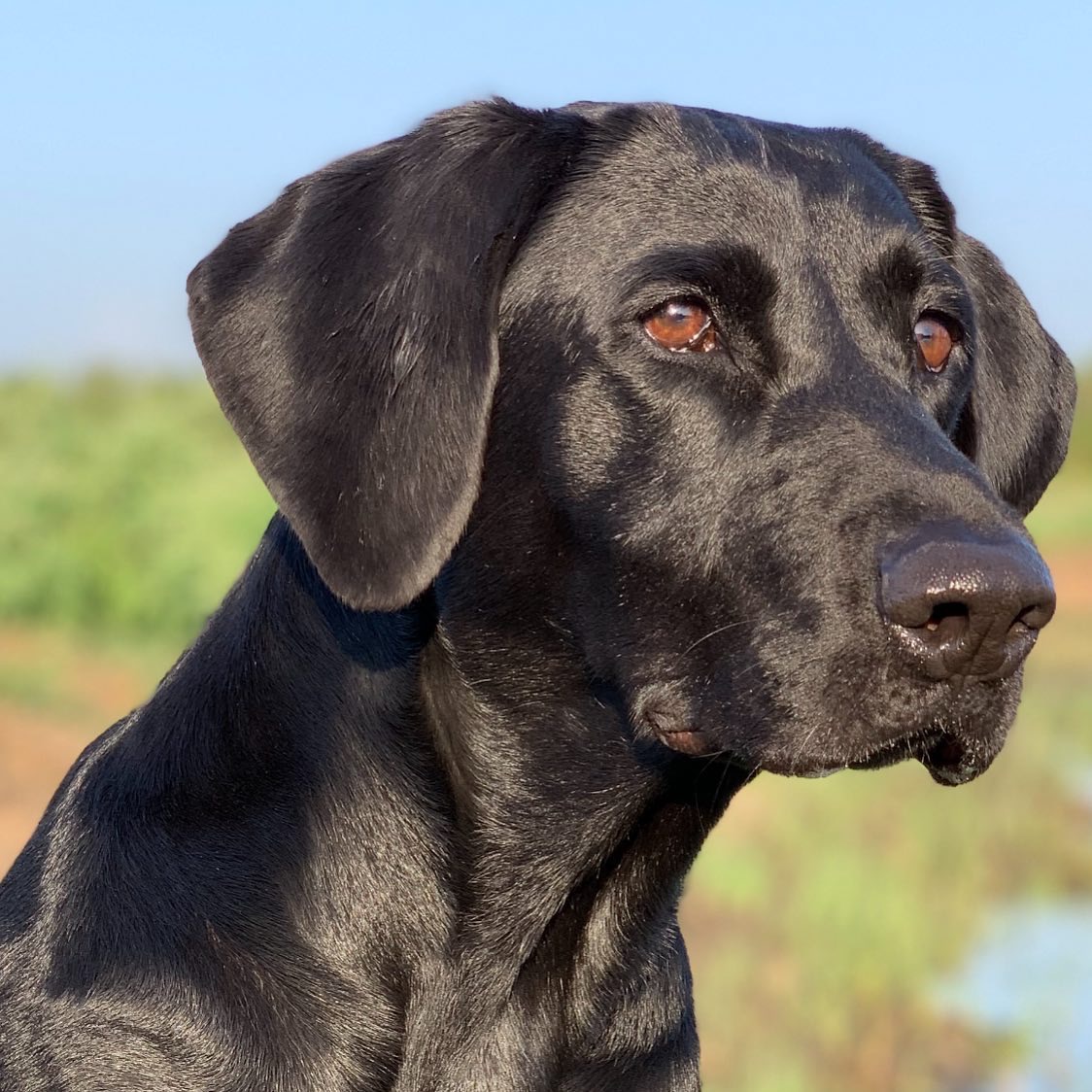 Texas Special Agent 99 MH, MNR | Black Labrador Retriver