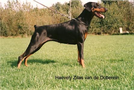 Haeveley-Zilas v.d. Zoberein | Black Doberman Pinscher