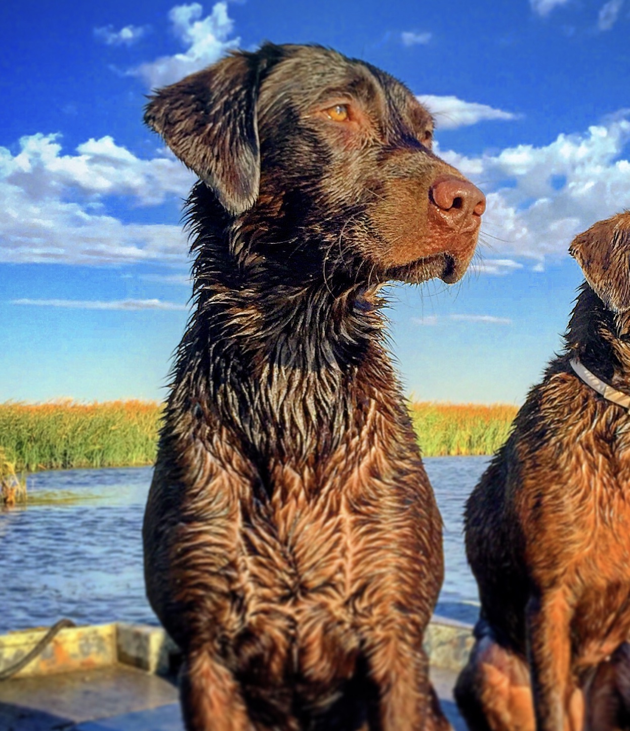 Pecanderosa’s Stout Home Broux | Chocolate Labrador Retriver