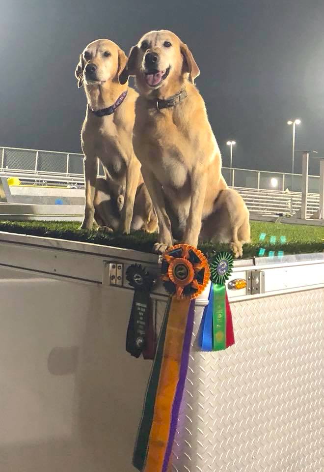 HFR'S How To Gauge A Hunter AKC NADD Eukanuba National Qualifier, World Champion Dock Dog Competitor, NADD Dock Master Advanced | Yellow Labrador Retriver