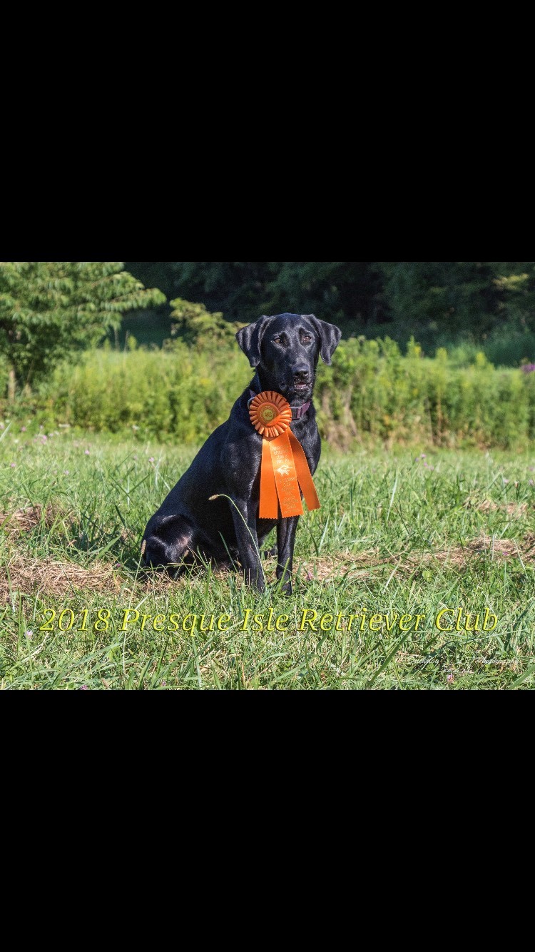 Storm The Marsh SH | Black Labrador Retriver