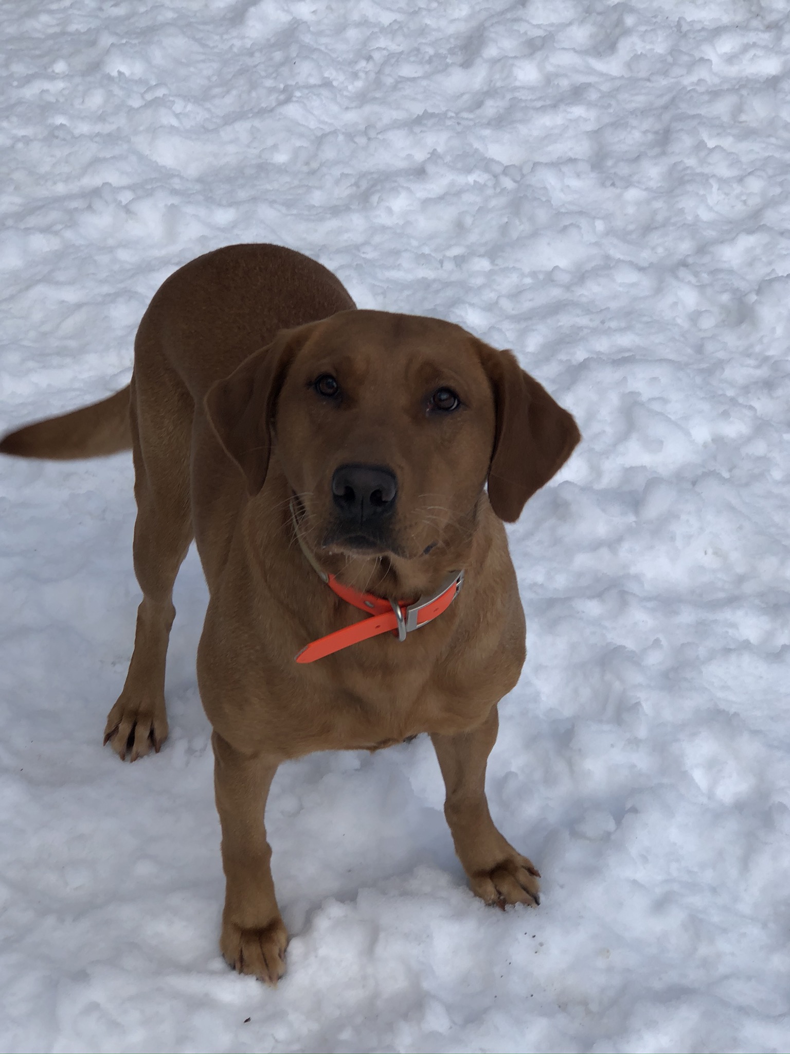 CPR HRK's Blazing Red Country Sunset | Yellow Labrador Retriver