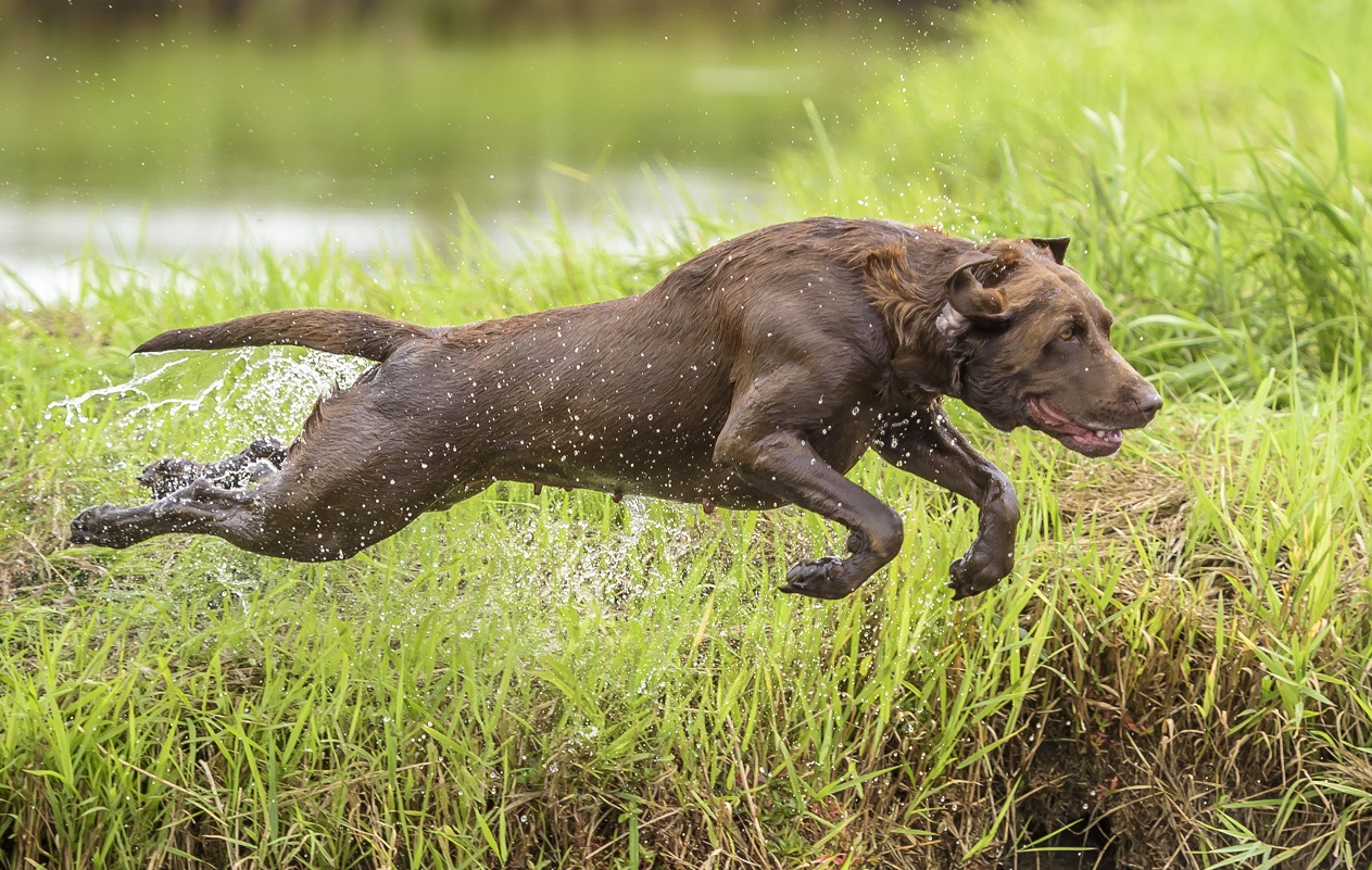 NMH GMH Belmont's XCountry Copper Kettle MH QFTR | Chocolate Labrador Retriver