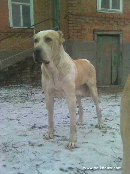 CH-GURRZA | Central Asian Shepherd Dog 