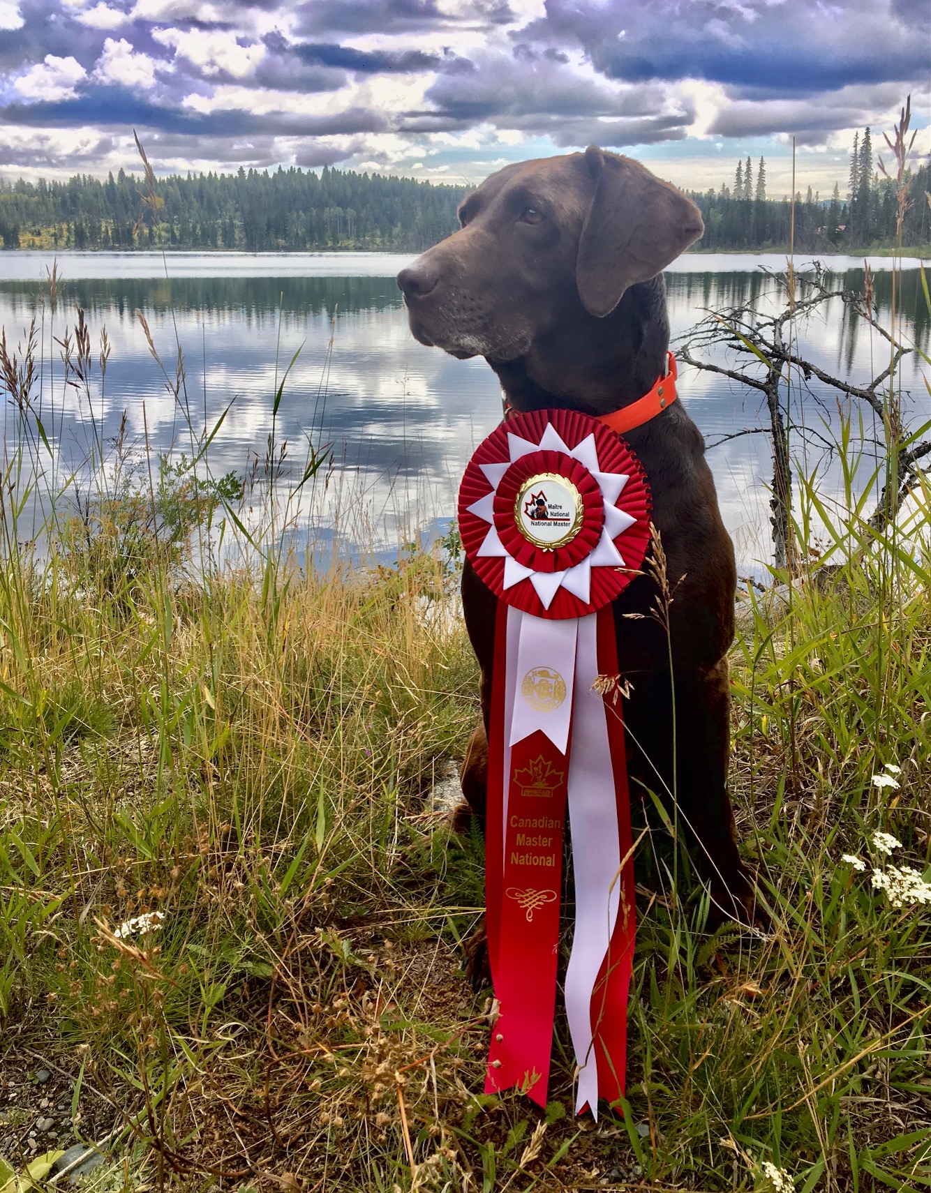 NMH GMH Belmont's XCountry Copper Kettle MH QFTR | Chocolate Labrador Retriver