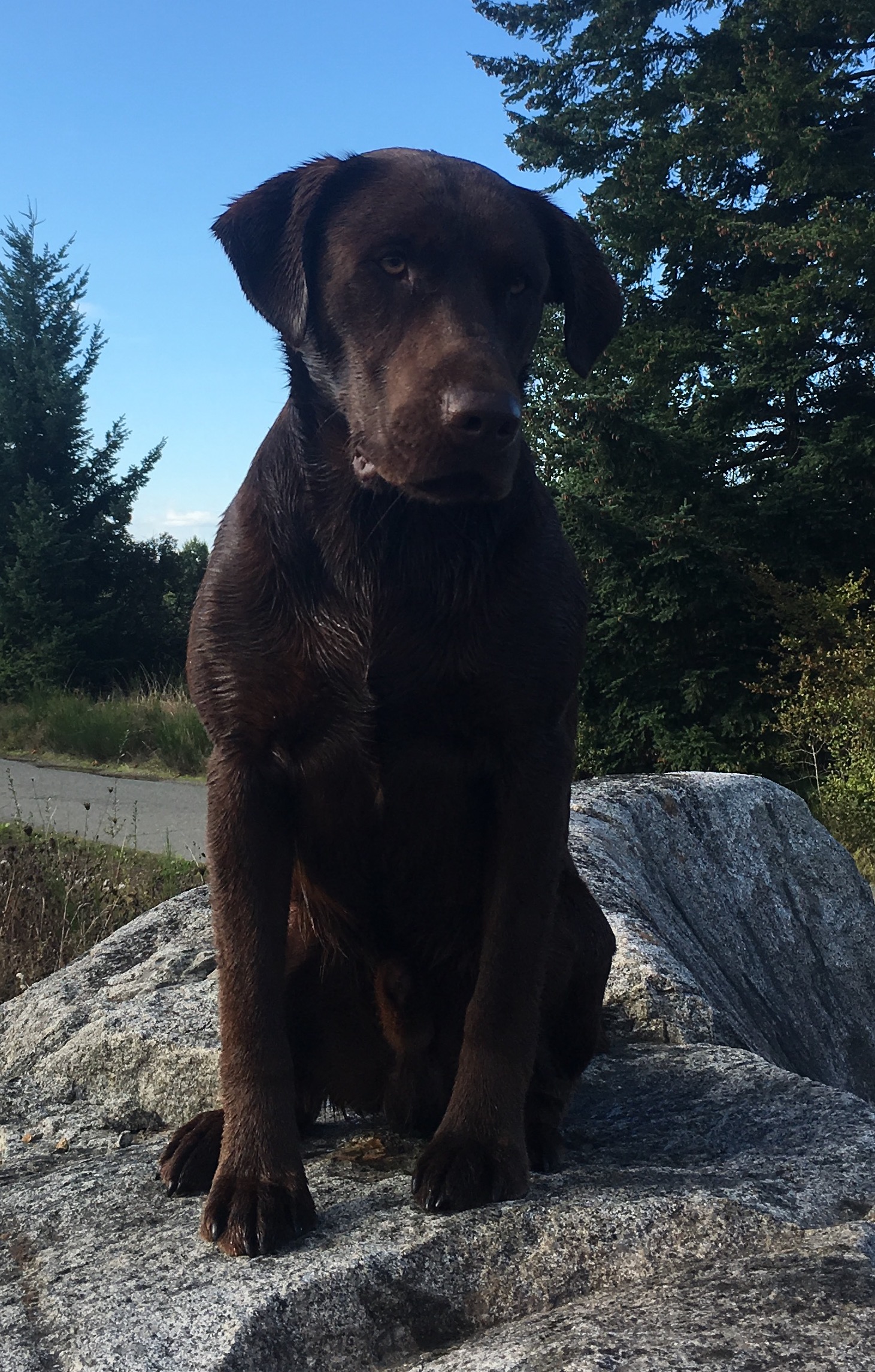 FTCH AFTCH Prairiestorm On The River QFTR  JFTR | Chocolate Labrador Retriver