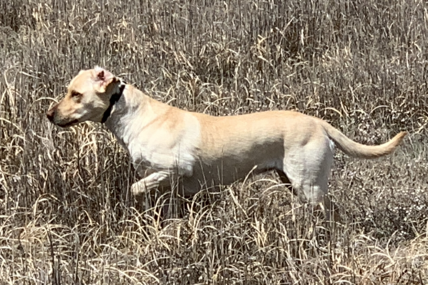 CPR SHR Five Oaks Advantage Carly Blue | Yellow Labrador Retriver