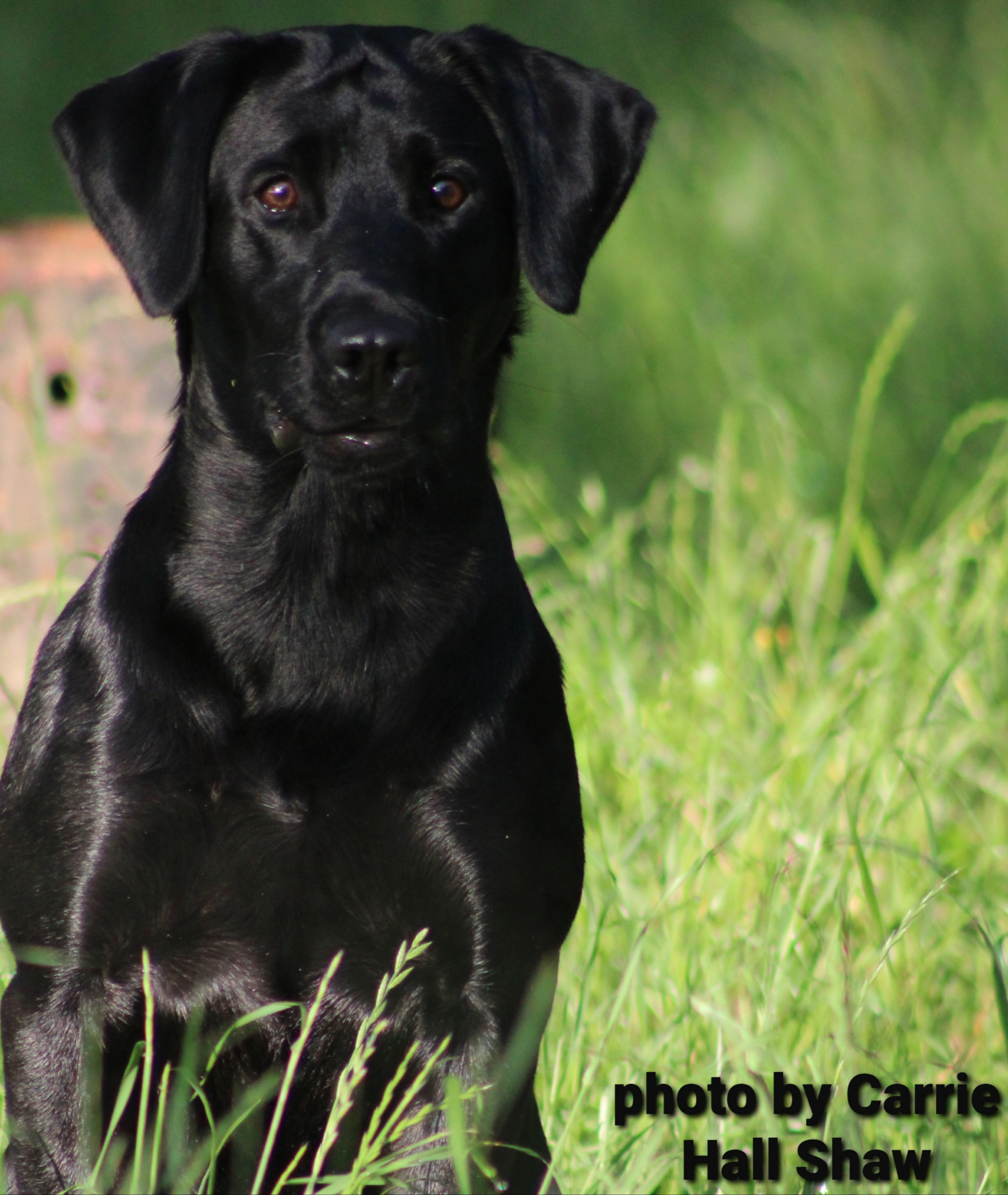 HRCH UH No Limit's High N' Tight SH | Black Labrador Retriver