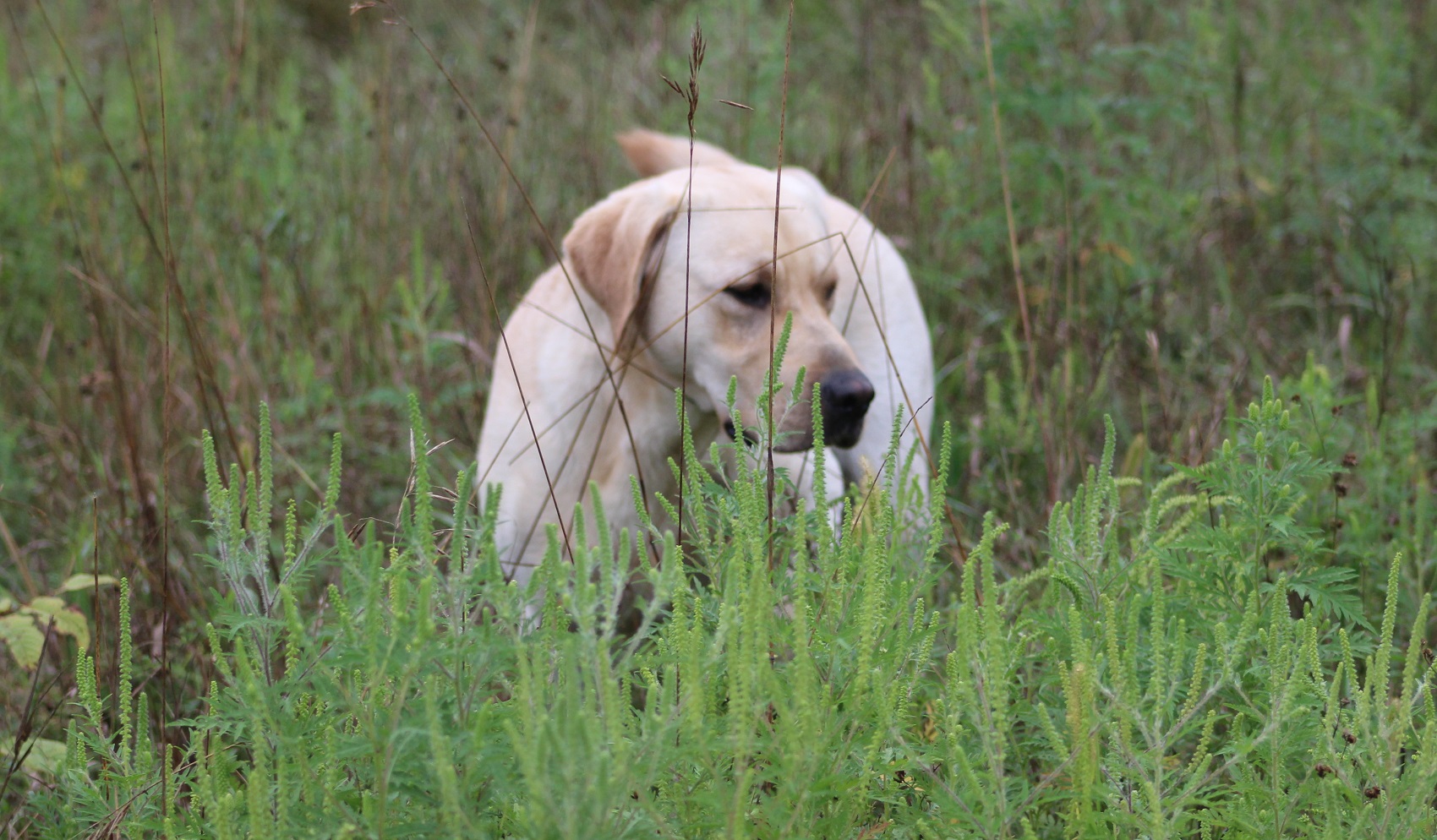 Candlewoods Trapper Of Rustic View JH | Yellow Labrador Retriver