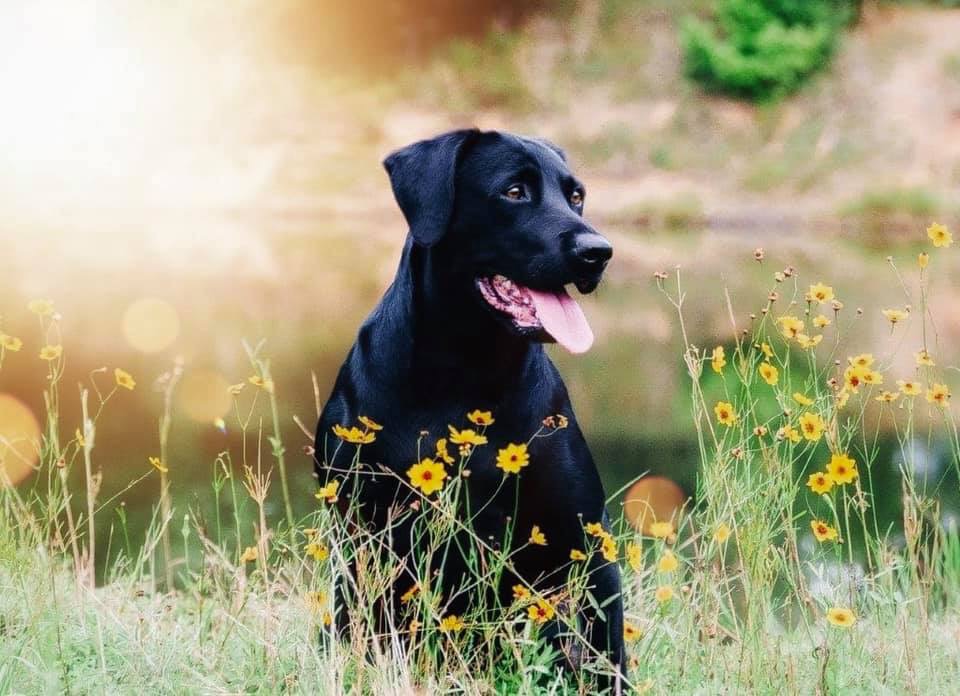 HR Finley’s Midnight Cruise | Black Labrador Retriver