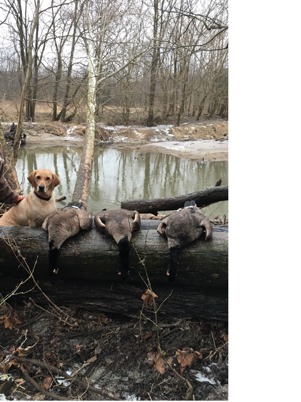 Cedar Ridge's Call Me Crazy Kizzie | Yellow Labrador Retriver