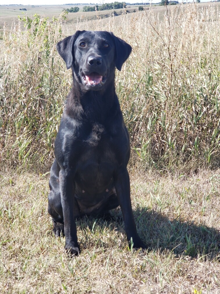 HRCH Tequila Makes Her Clothes Fall Off | Black Labrador Retriver