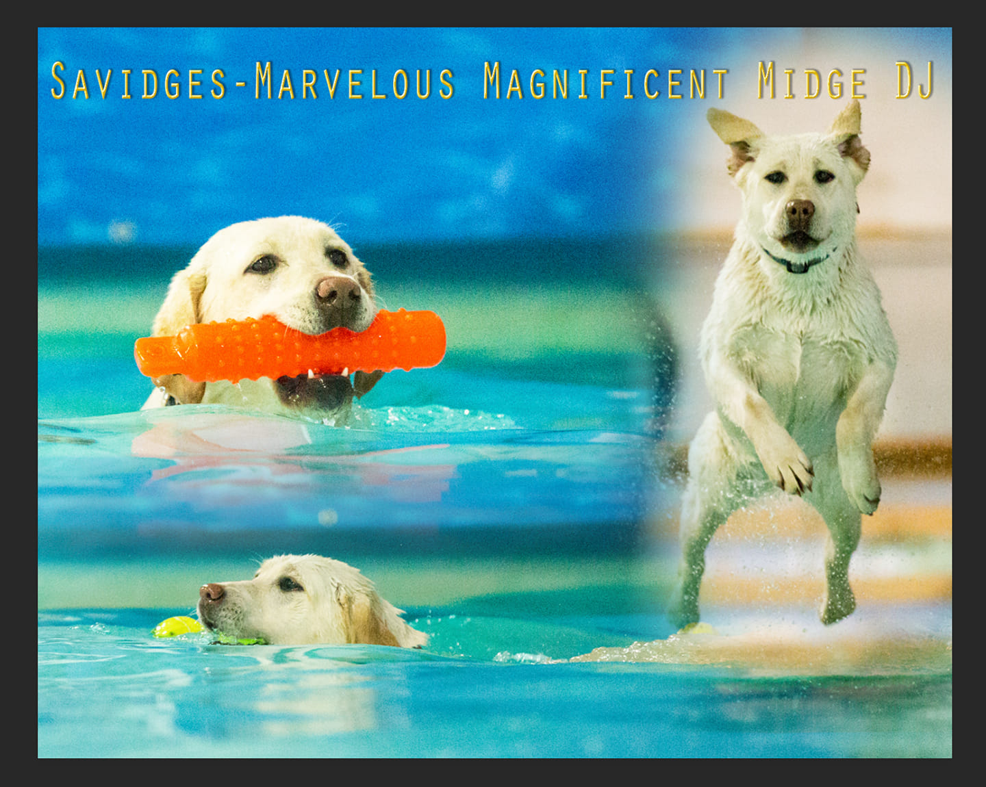 IntCHJr Savidges-Marvelous Magnificent Midge DJ | Yellow Labrador Retriver