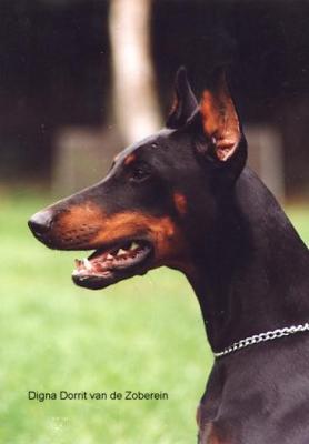 Digna Dorrit v.d. Zoberein | Black Doberman Pinscher