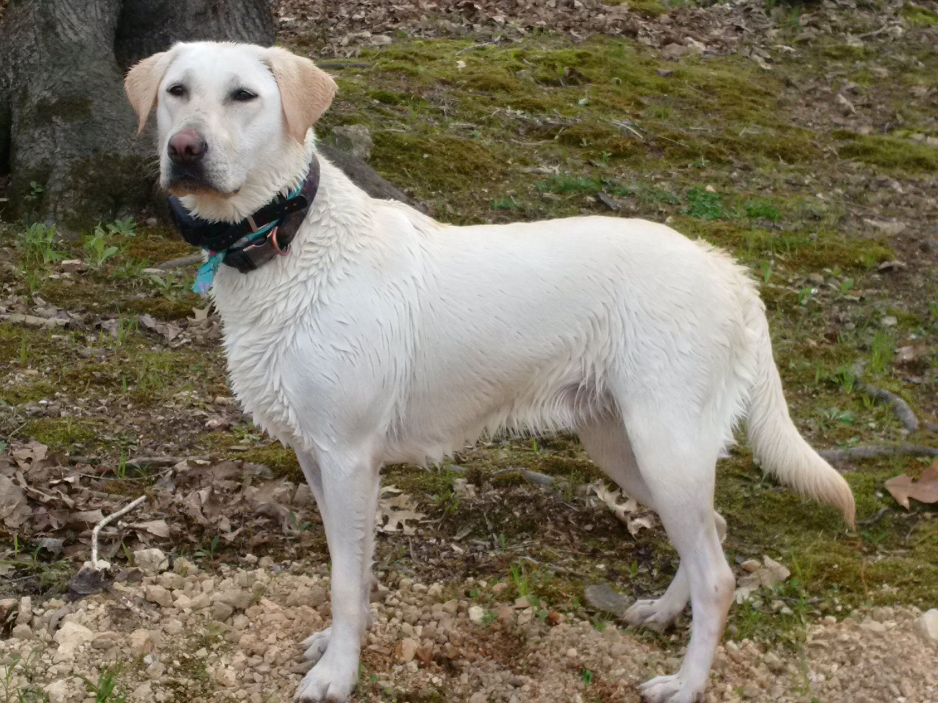 SHR Tatum Creeks TN River Jewel | Yellow Labrador Retriver