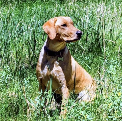 HRCH PCR's Kimber Locked and Loaded MH | Yellow Labrador Retriver