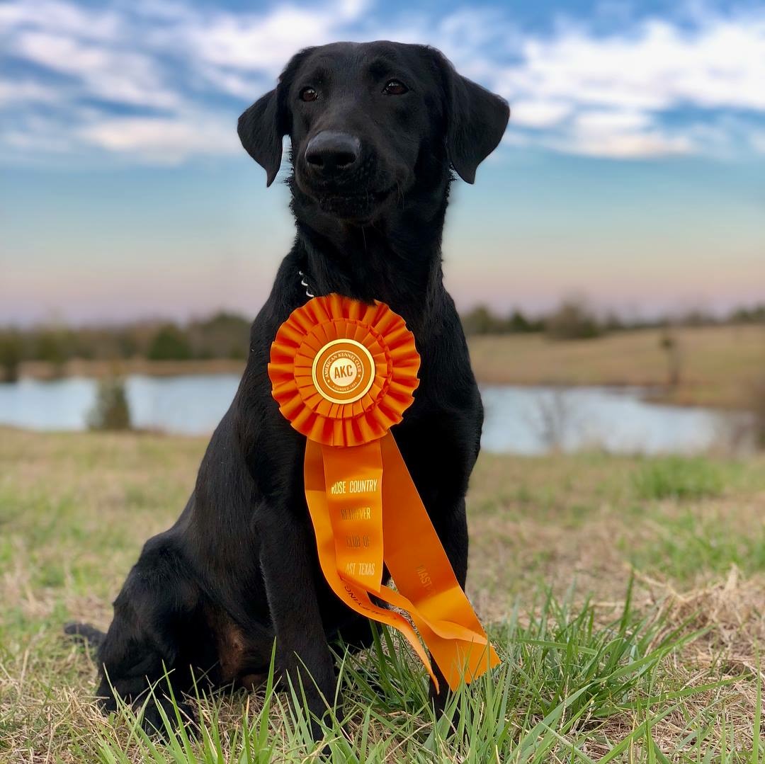 Waltzing Across Texas MH | Black Labrador Retriver