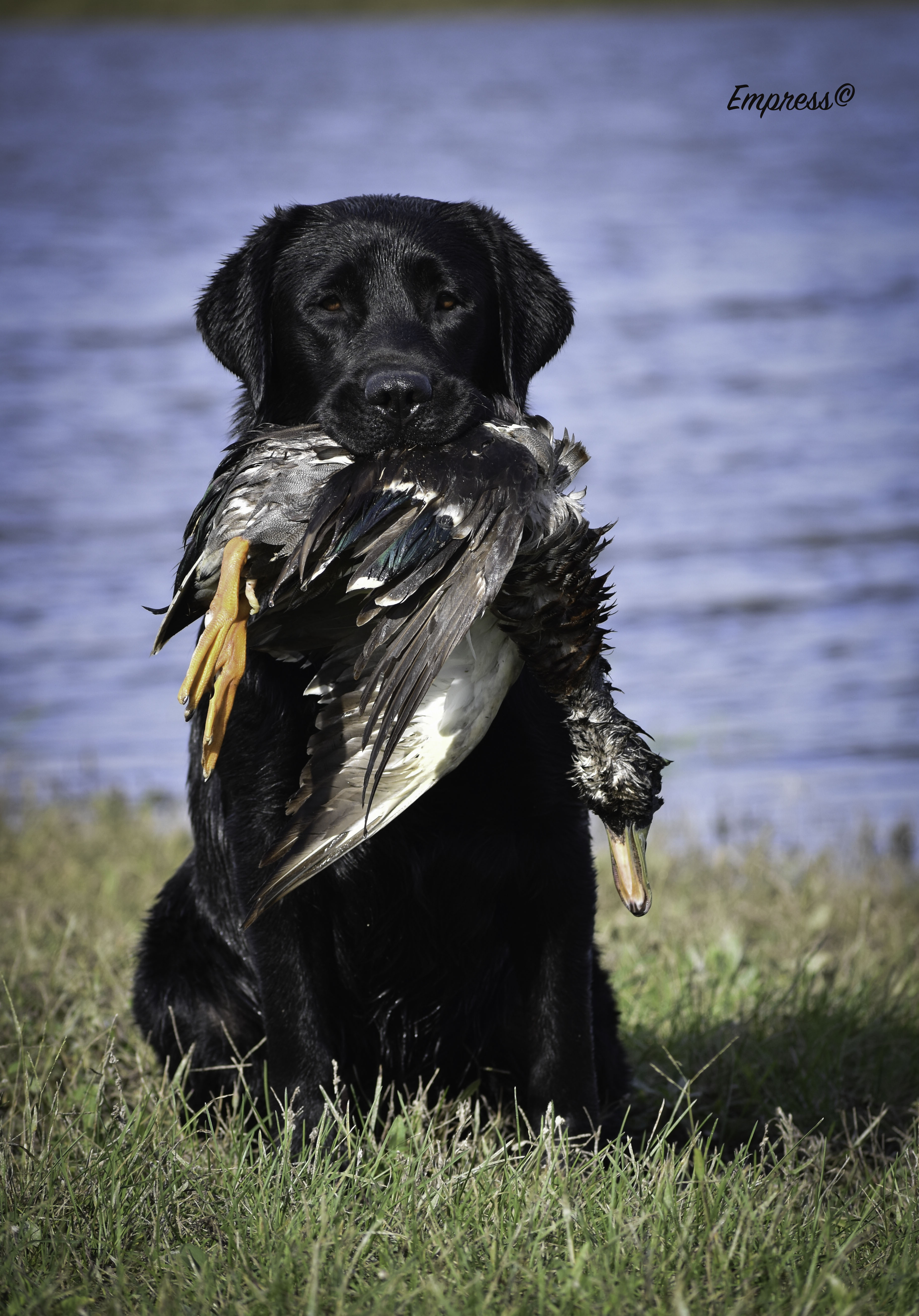 CH Empress Louis Vuitton SH CGC RA DN WCX TDI | Black Labrador Retriver