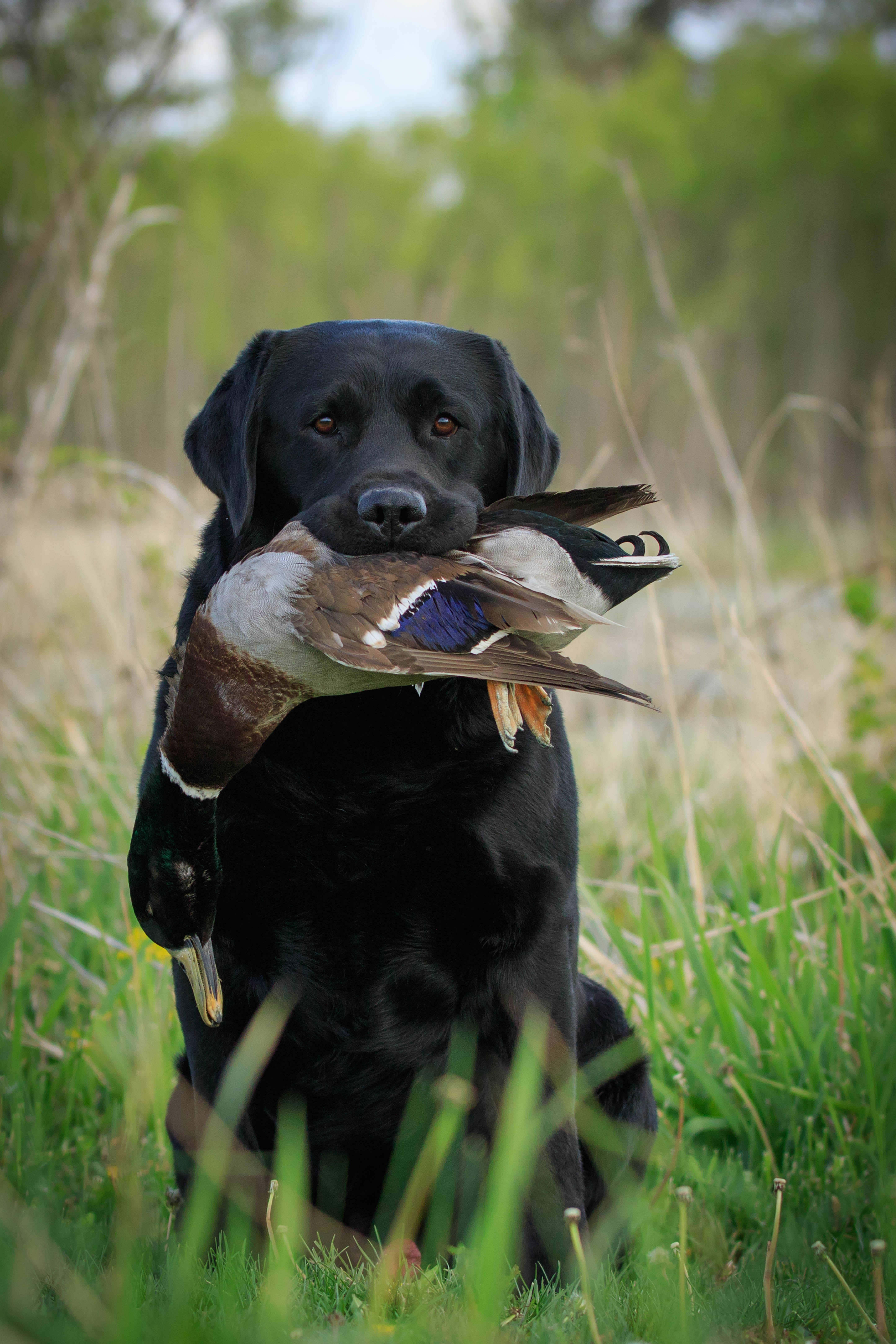 CH Empress Louis Vuitton SH CGC RA DN WCX TDI | Black Labrador Retriver