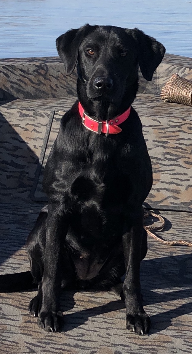 Vicki Vale QAA | Black Labrador Retriver