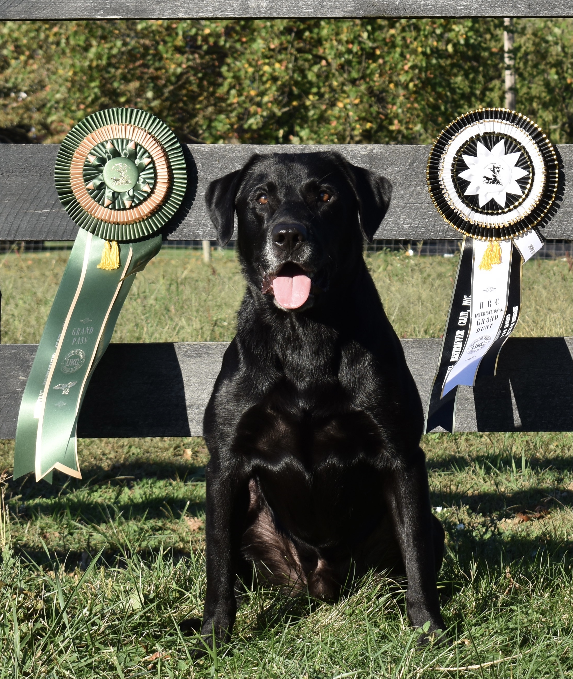 GRHRCH UH There’s Something In The Water MH | Black Labrador Retriver