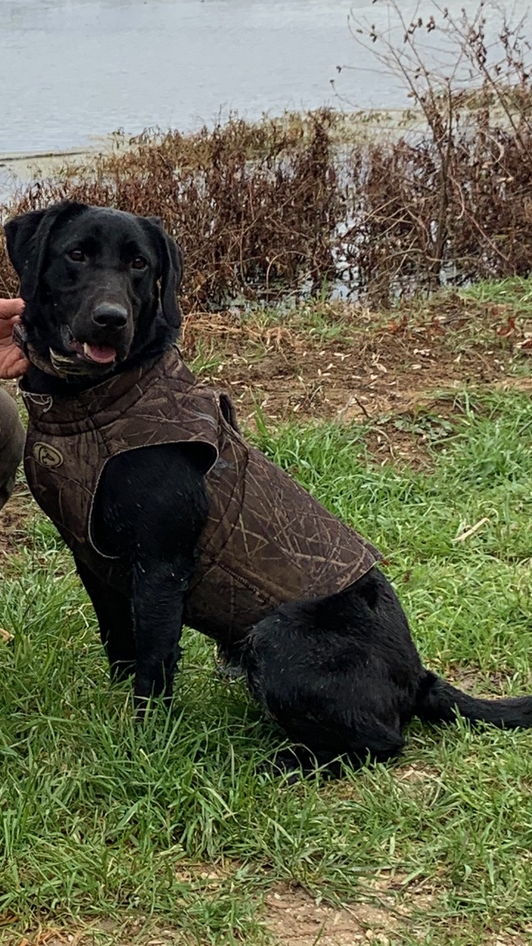 Jenna's Turbo Jetta MH | Black Labrador Retriver