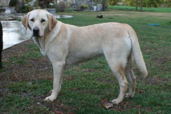 Silverose Haley Shine | Yellow Labrador Retriver